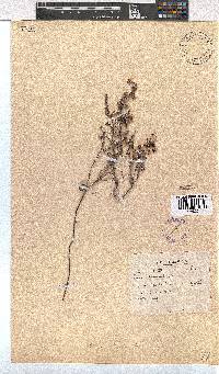 Erica bruniades image