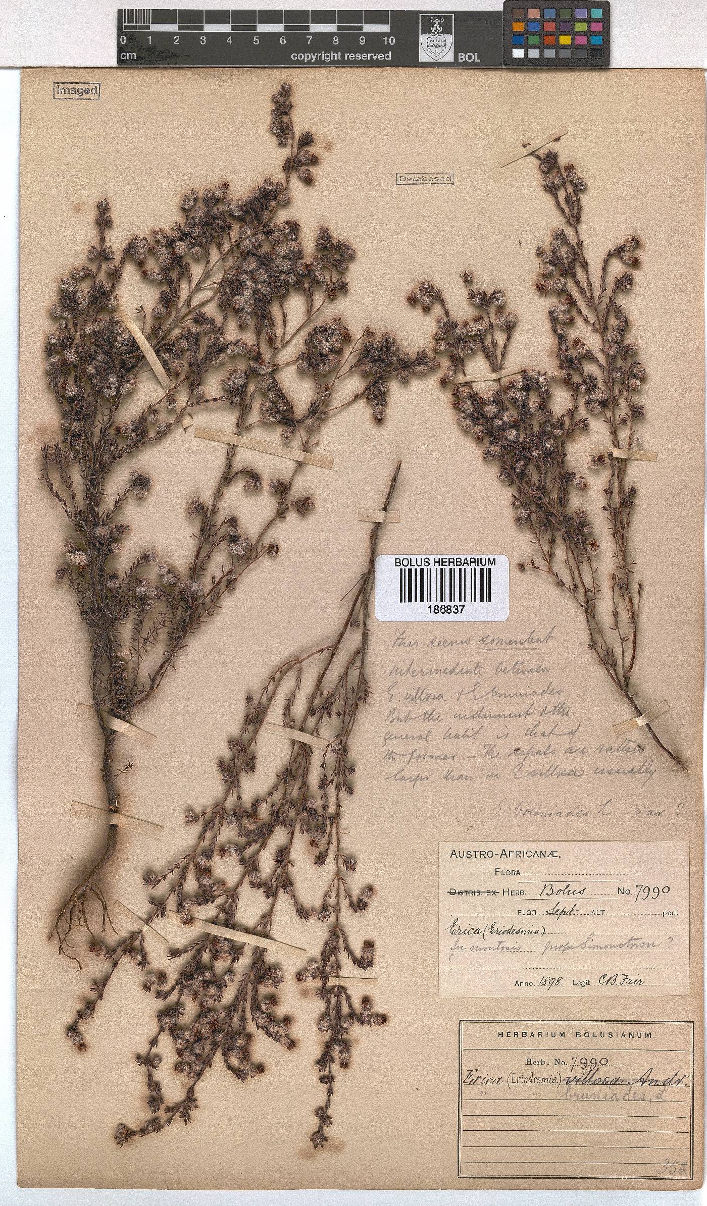 Erica bruniades image