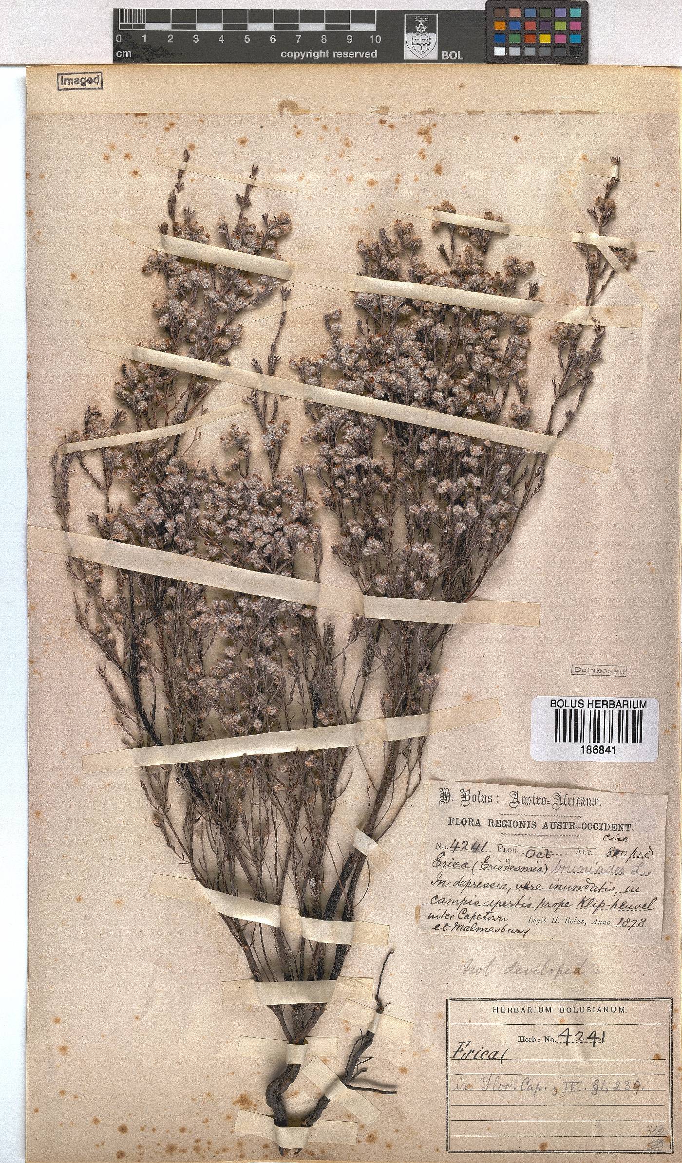 Erica bruniades image