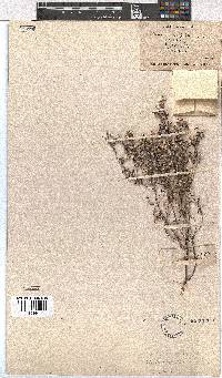 Erica bruniades image