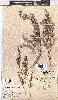 Erica bruniades image