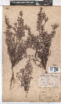 Erica bruniades image