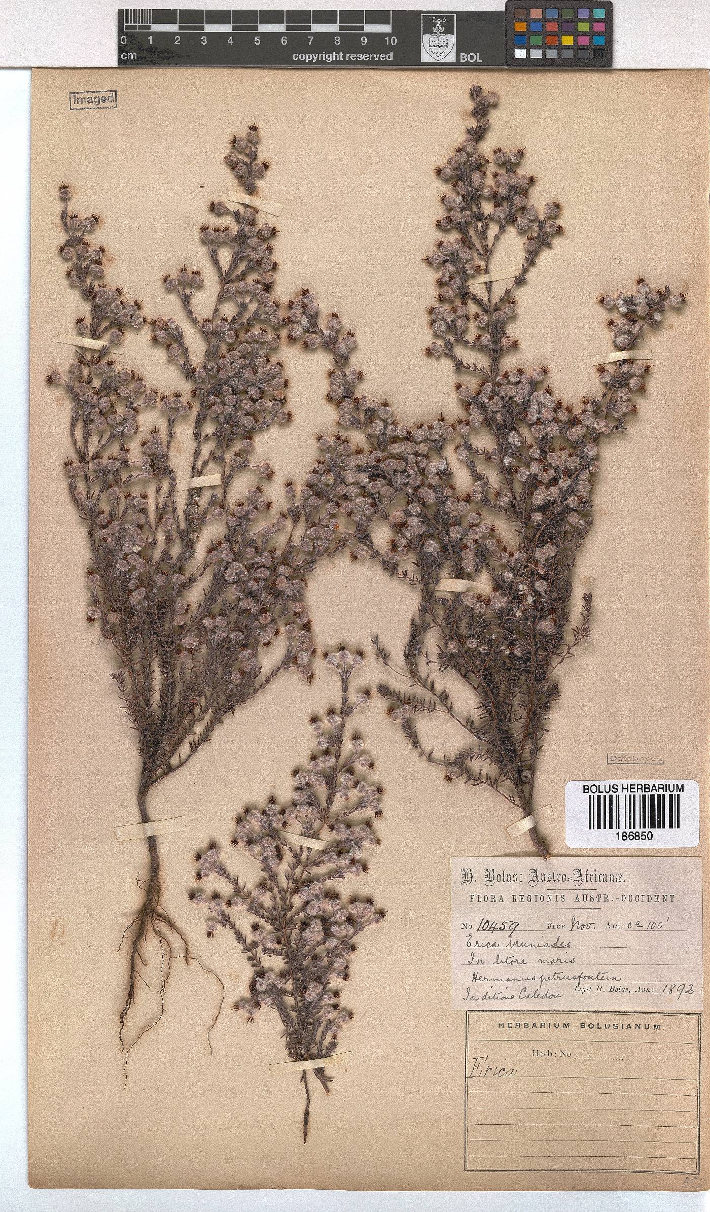 Erica bruniades image