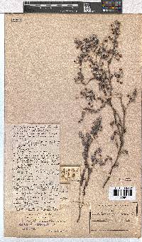 Erica bruniades image