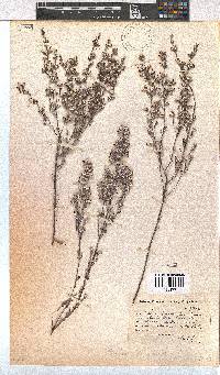 Erica bruniades image