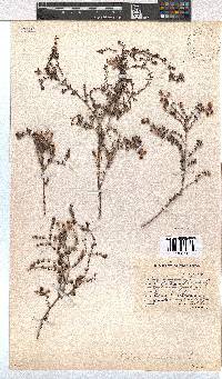 Erica bruniades image