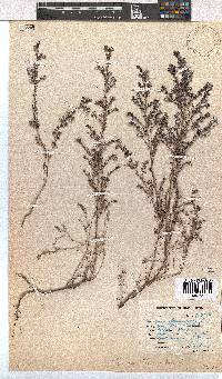 Erica bruniades image