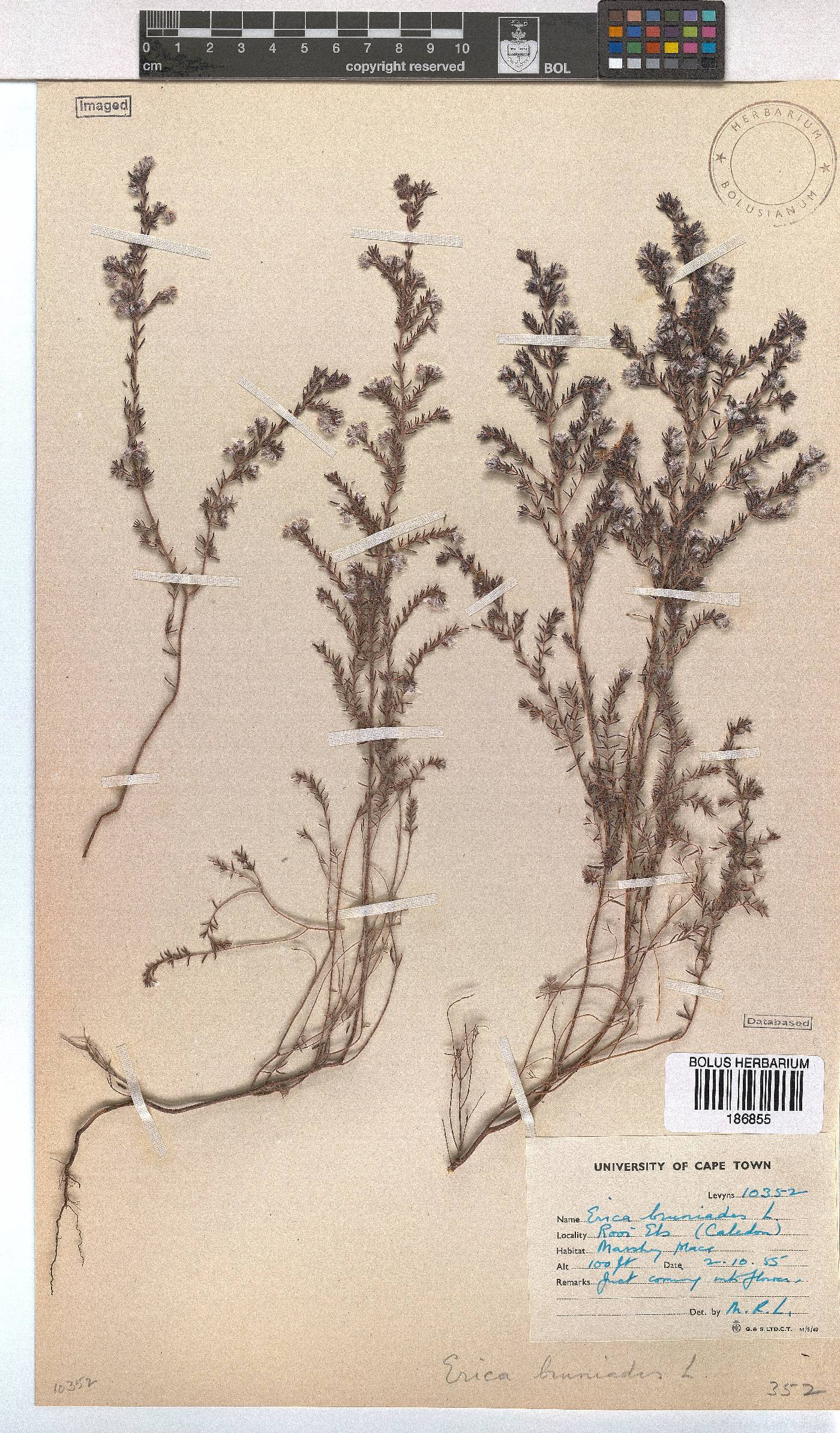 Erica bruniades image