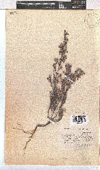 Erica bruniades image