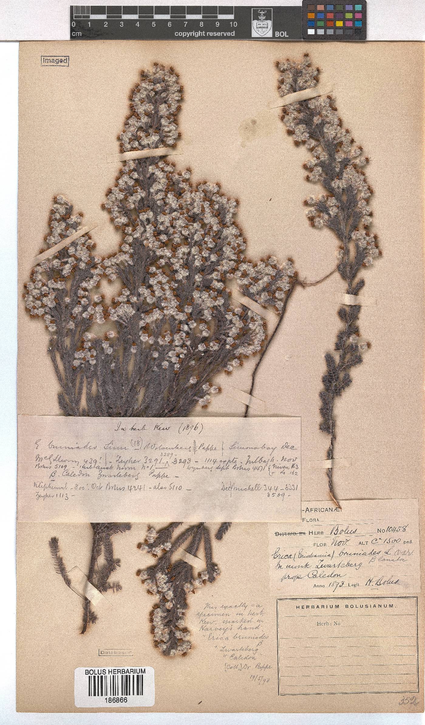 Erica bruniades image
