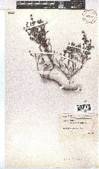 Erica bruniades image