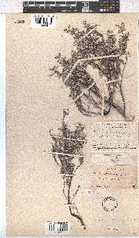 Erica bruniades image