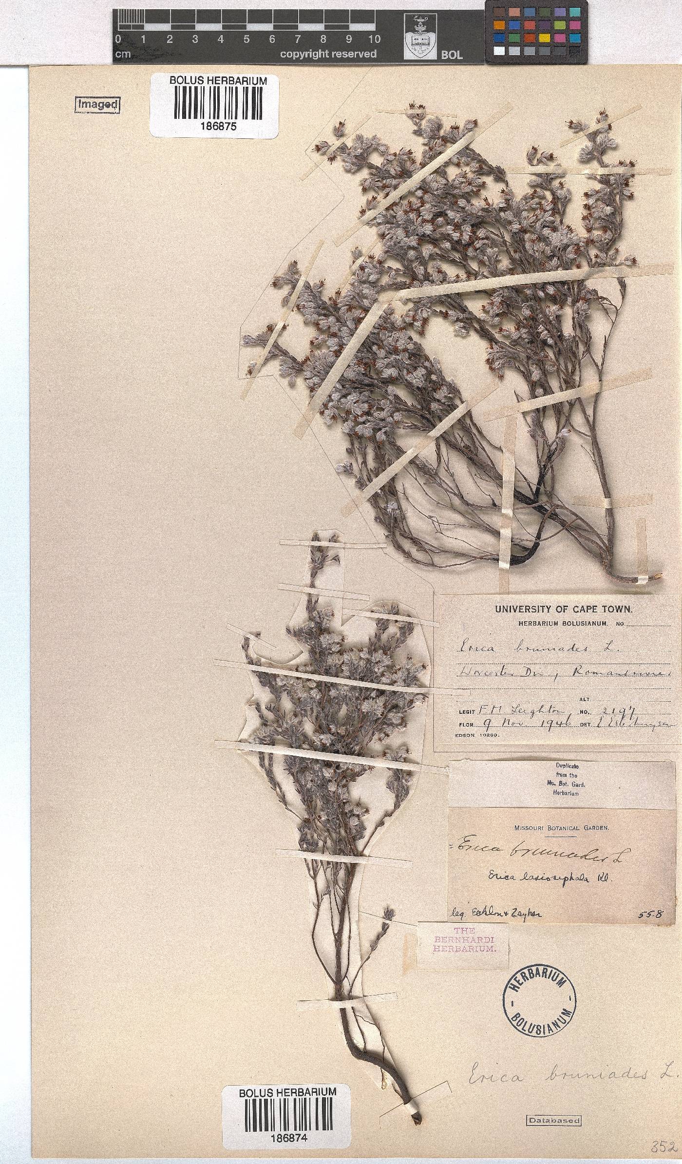 Erica bruniades image