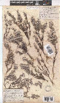 Erica bruniades image