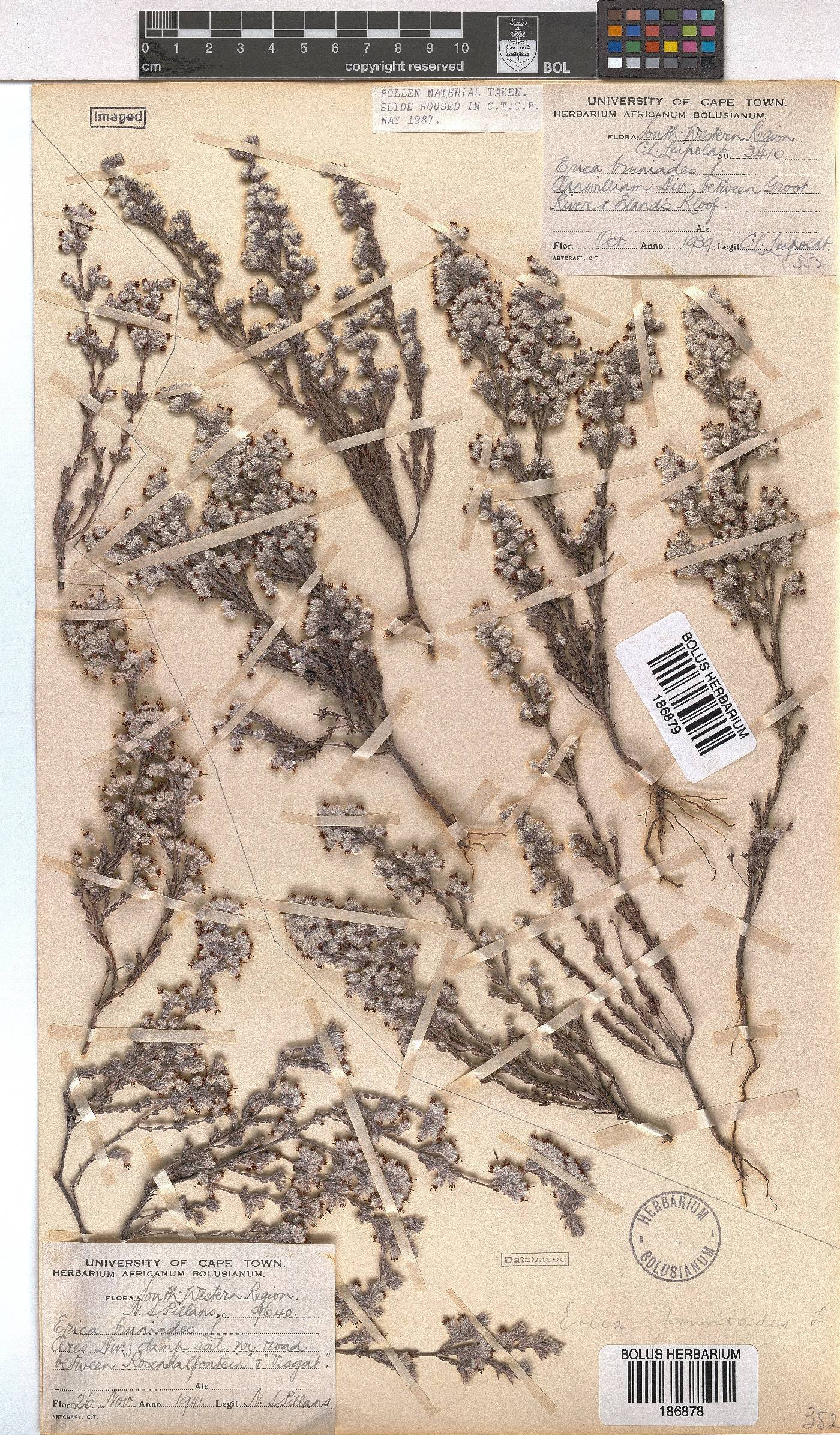 Erica bruniades image