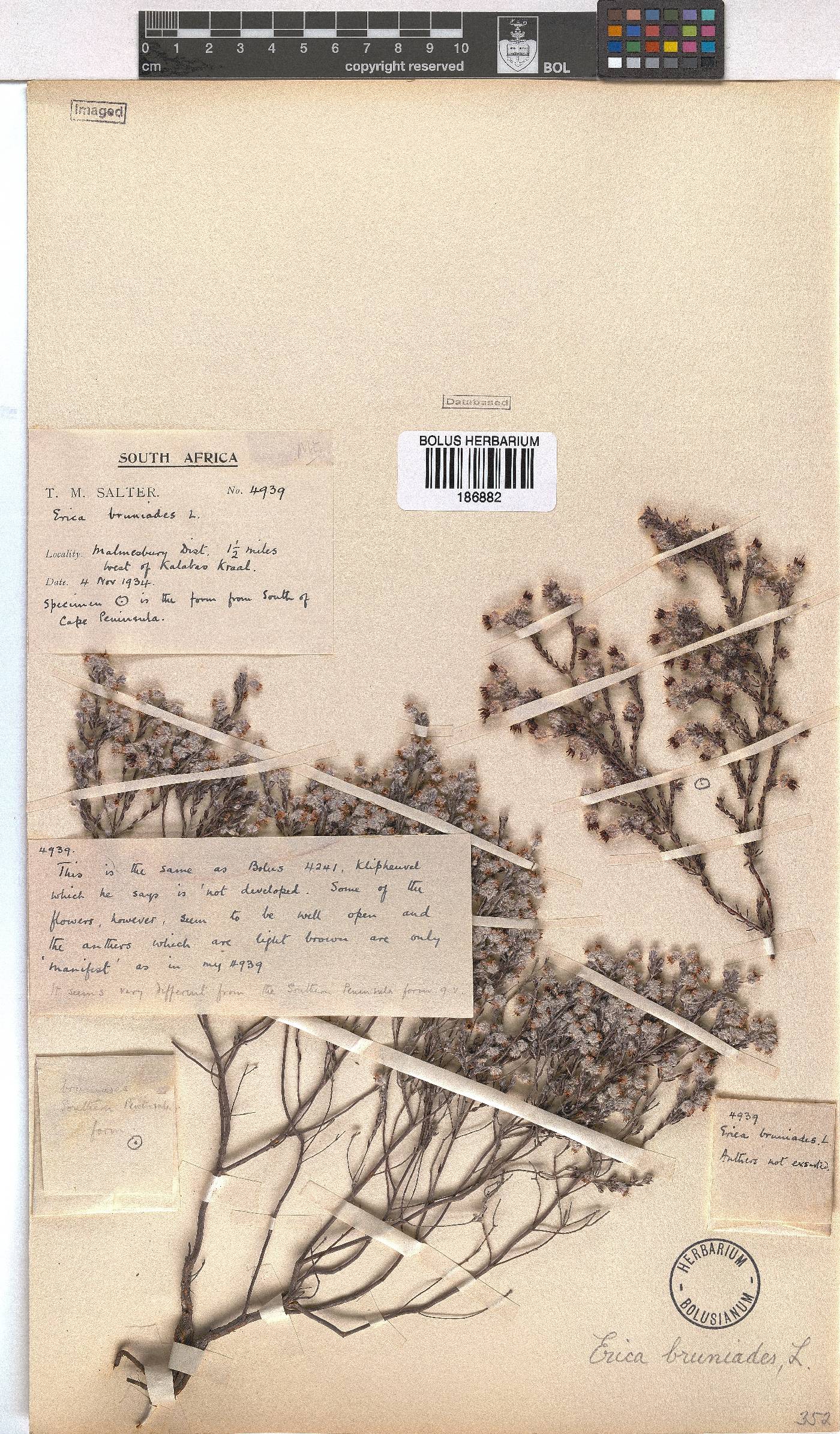 Erica bruniades image