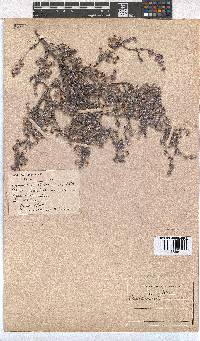 Erica bruniades image