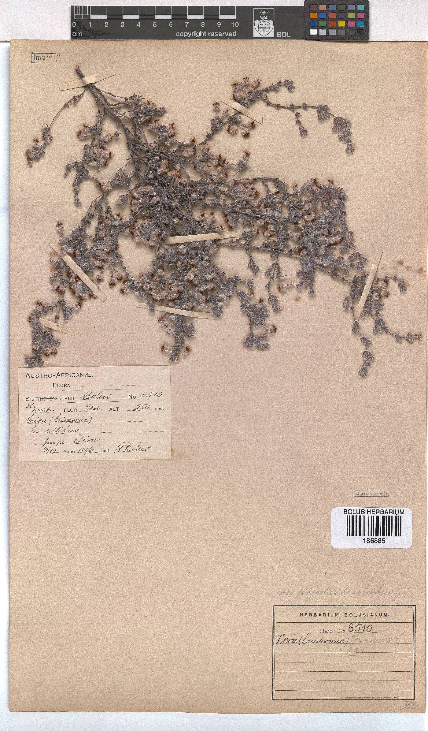 Erica bruniades image