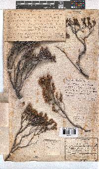 Erica sexfaria image