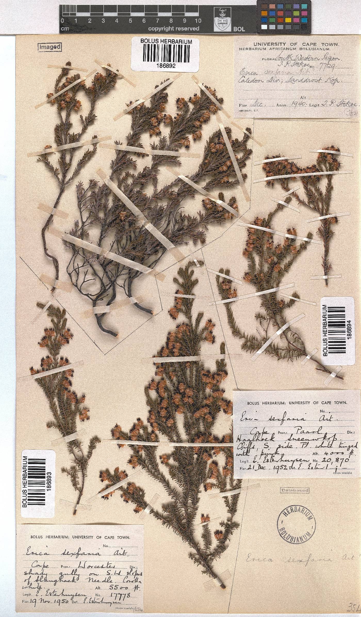 Erica sexfaria image