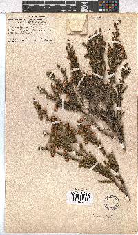 Erica sexfaria image