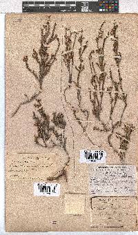 Erica sexfaria image