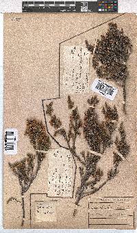 Erica sexfaria image