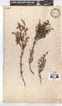 Erica spumosa image