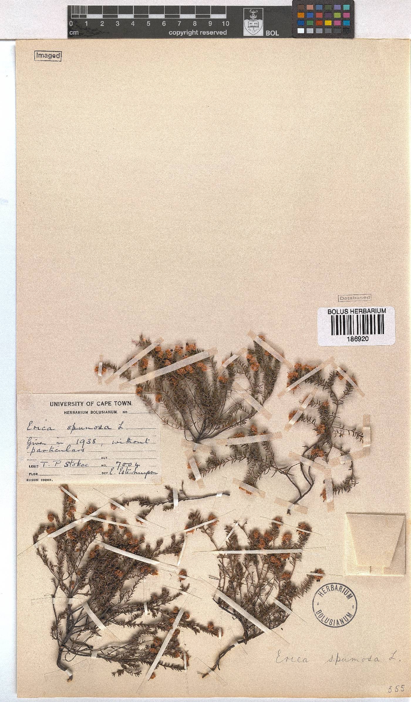 Erica spumosa image