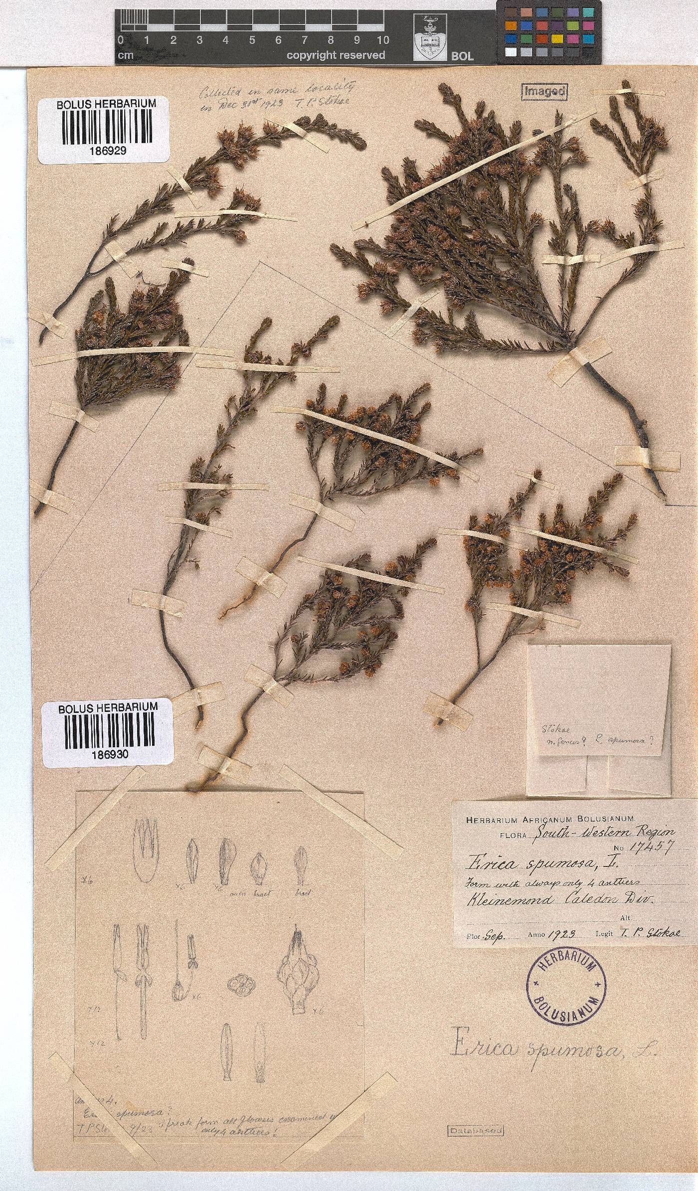 Erica spumosa image