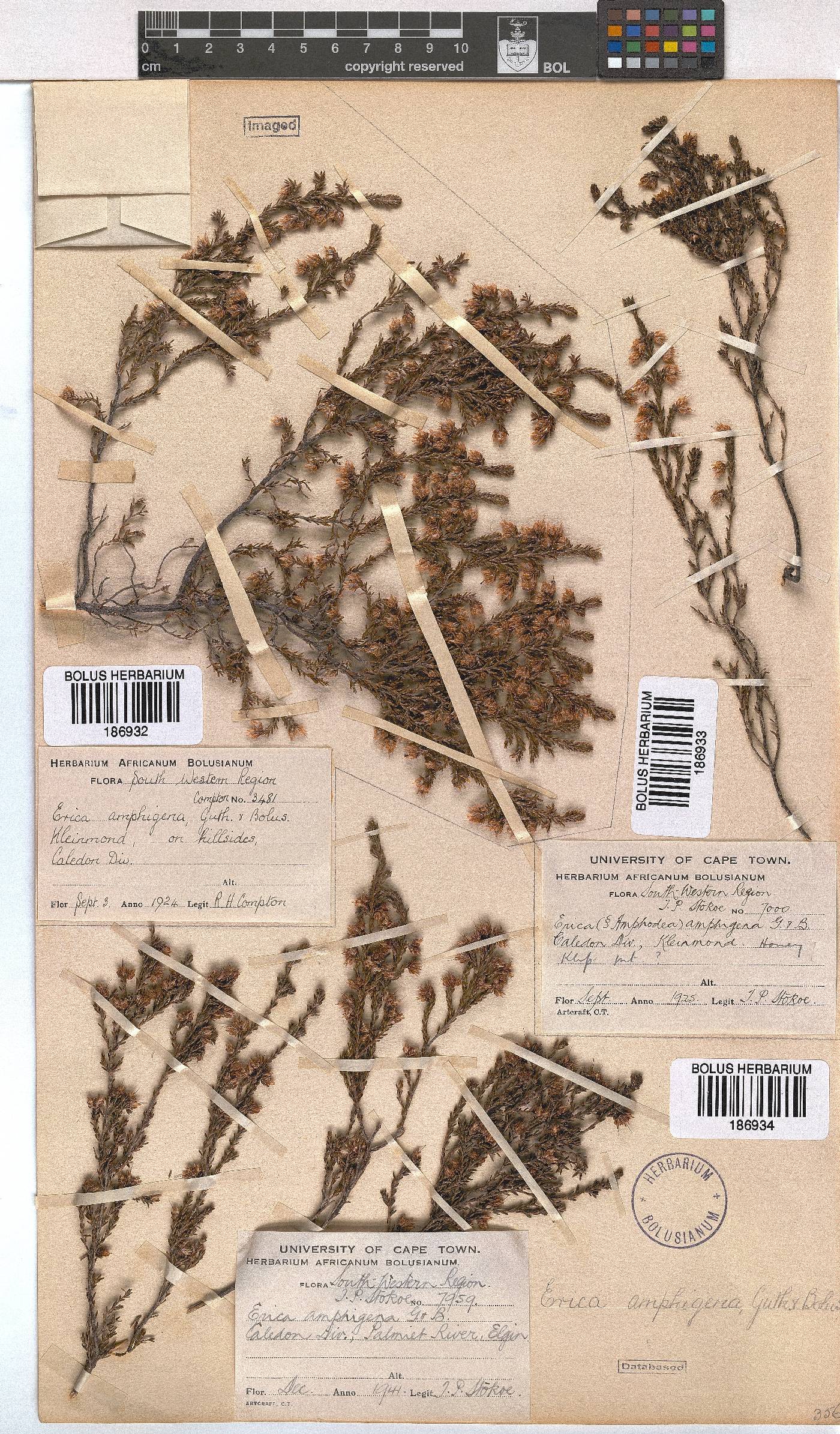 Erica amphigena image