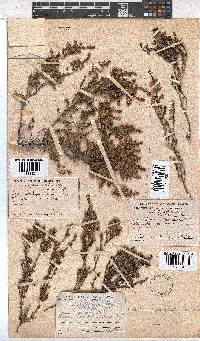 Erica amphigena image