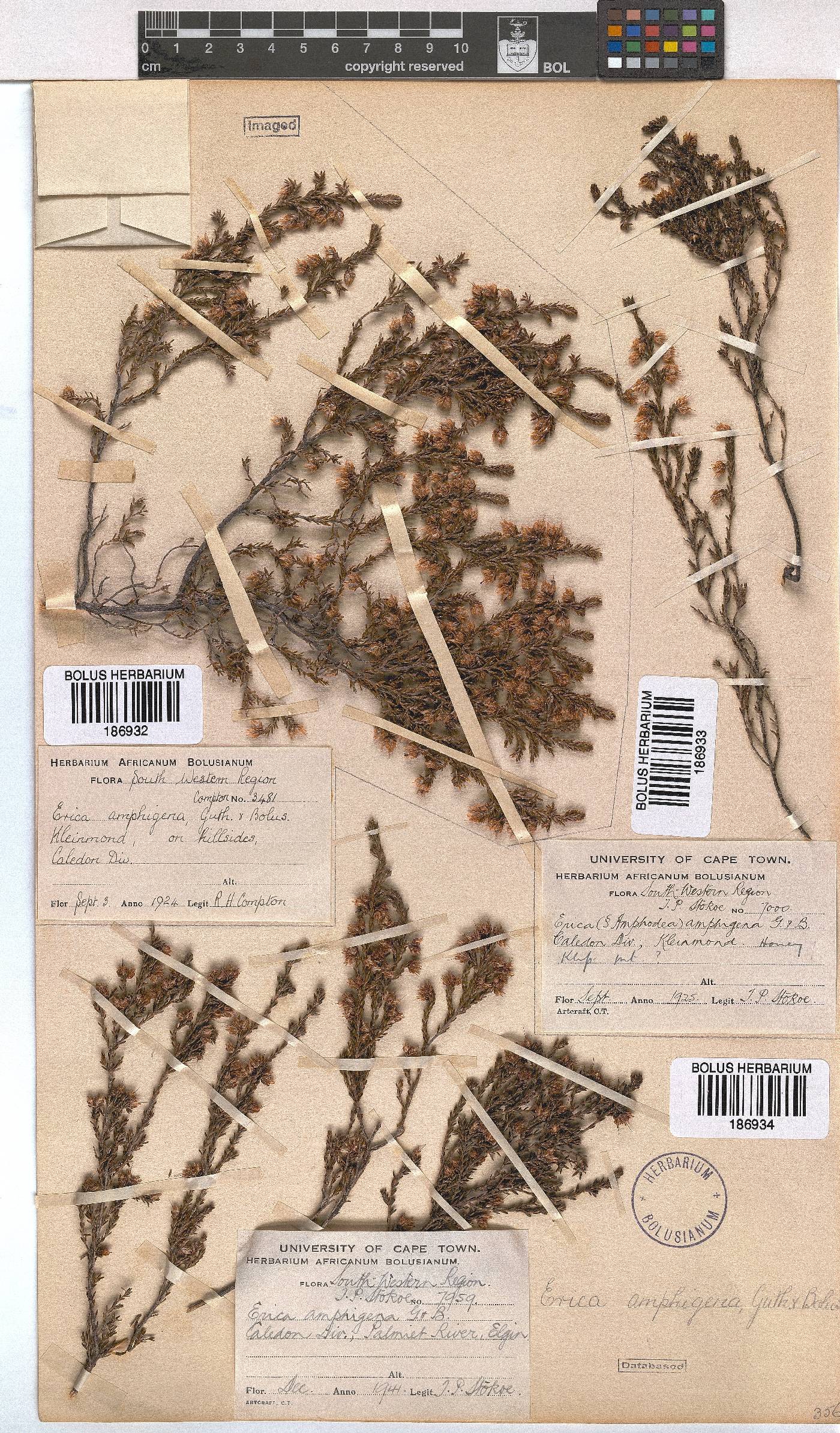 Erica amphigena image