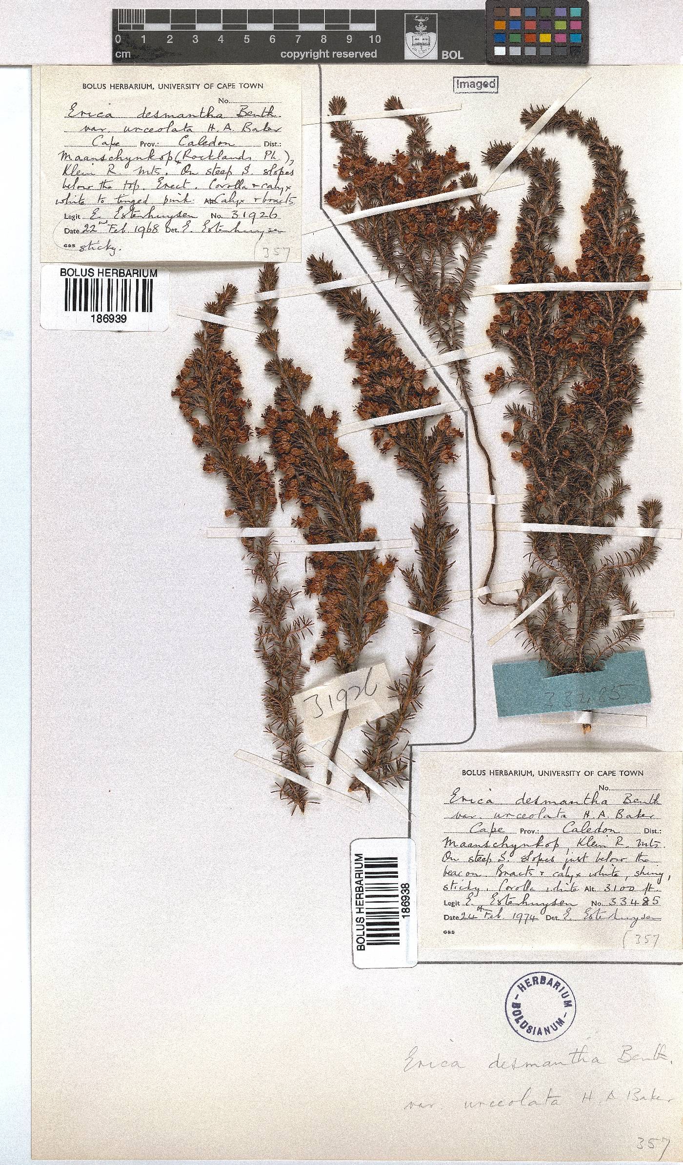 Erica desmantha var. urceolata image