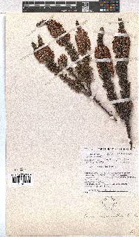 Erica desmantha image