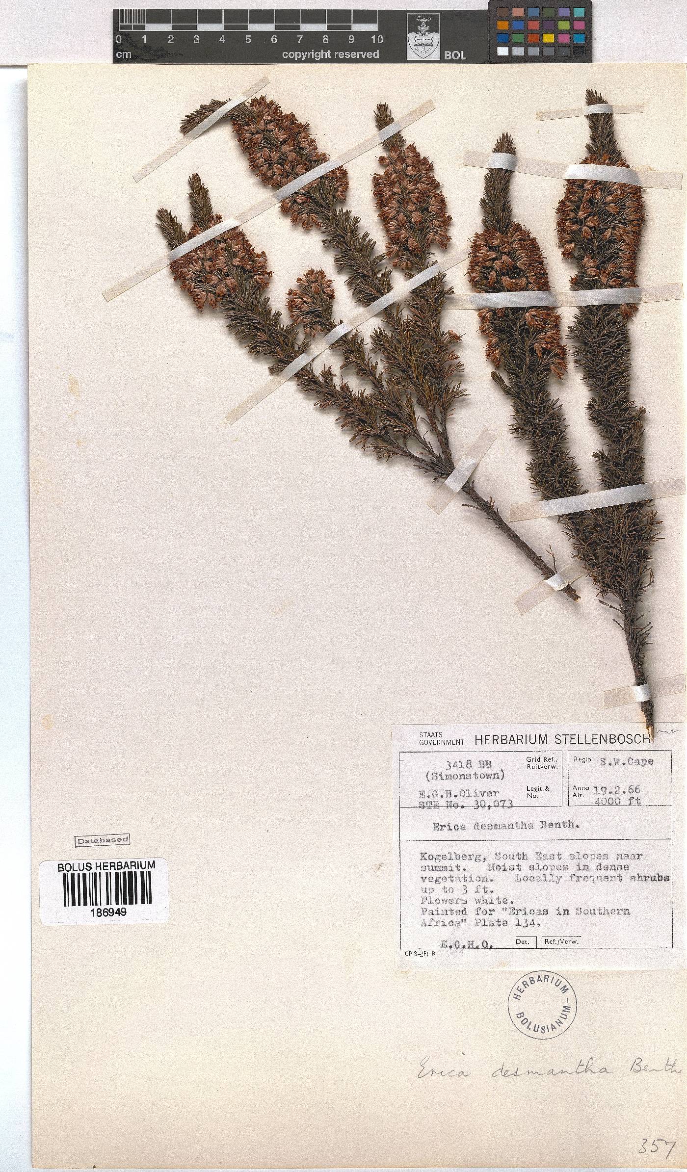 Erica desmantha image