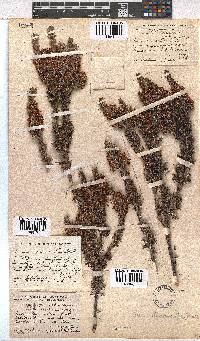 Erica desmantha image