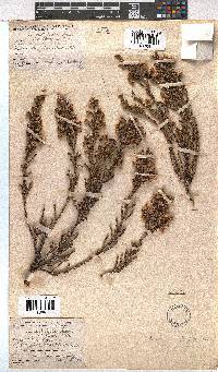 Erica suffulta image