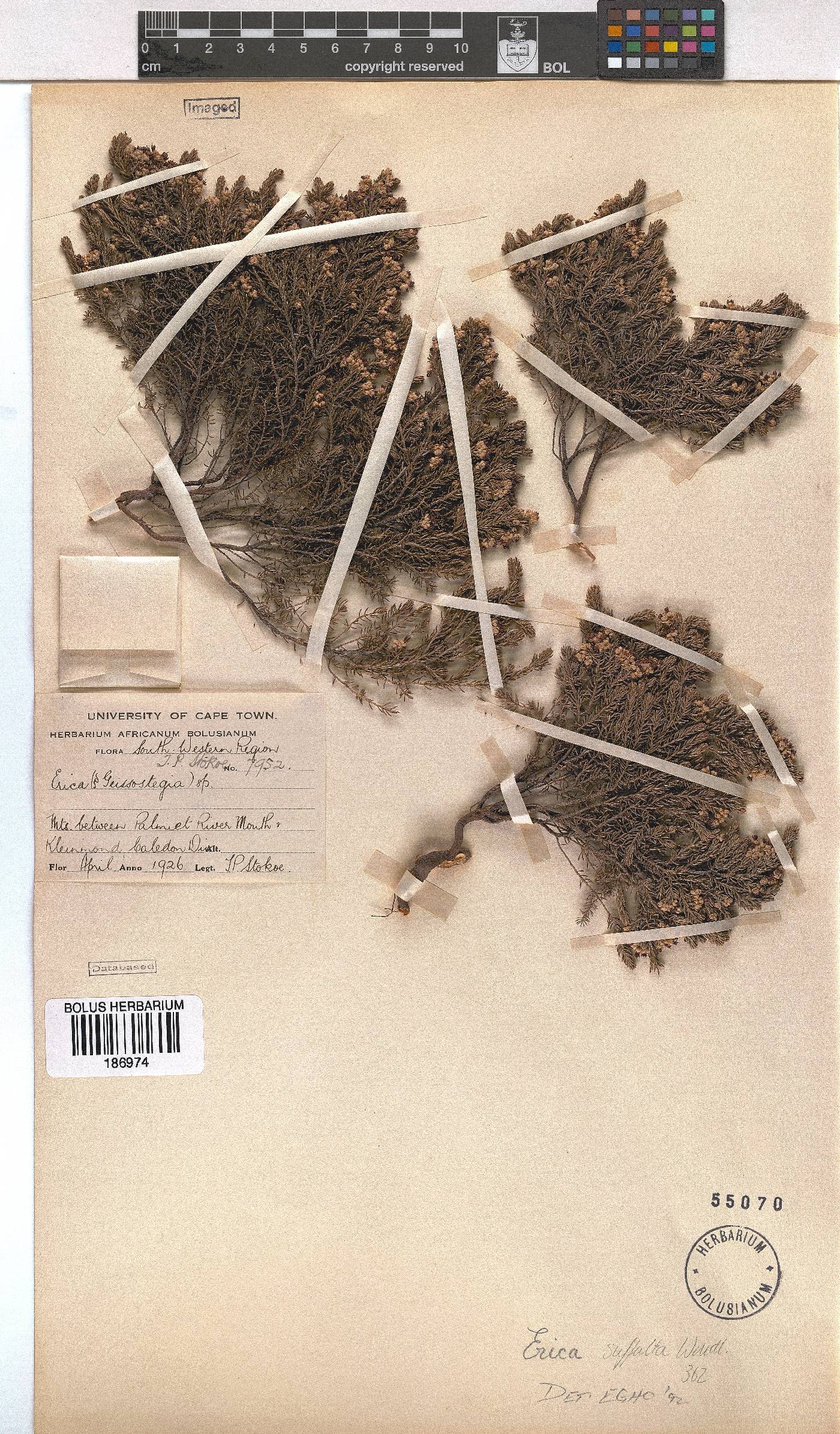 Erica suffulta image