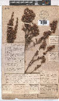 Erica pogonanthera image