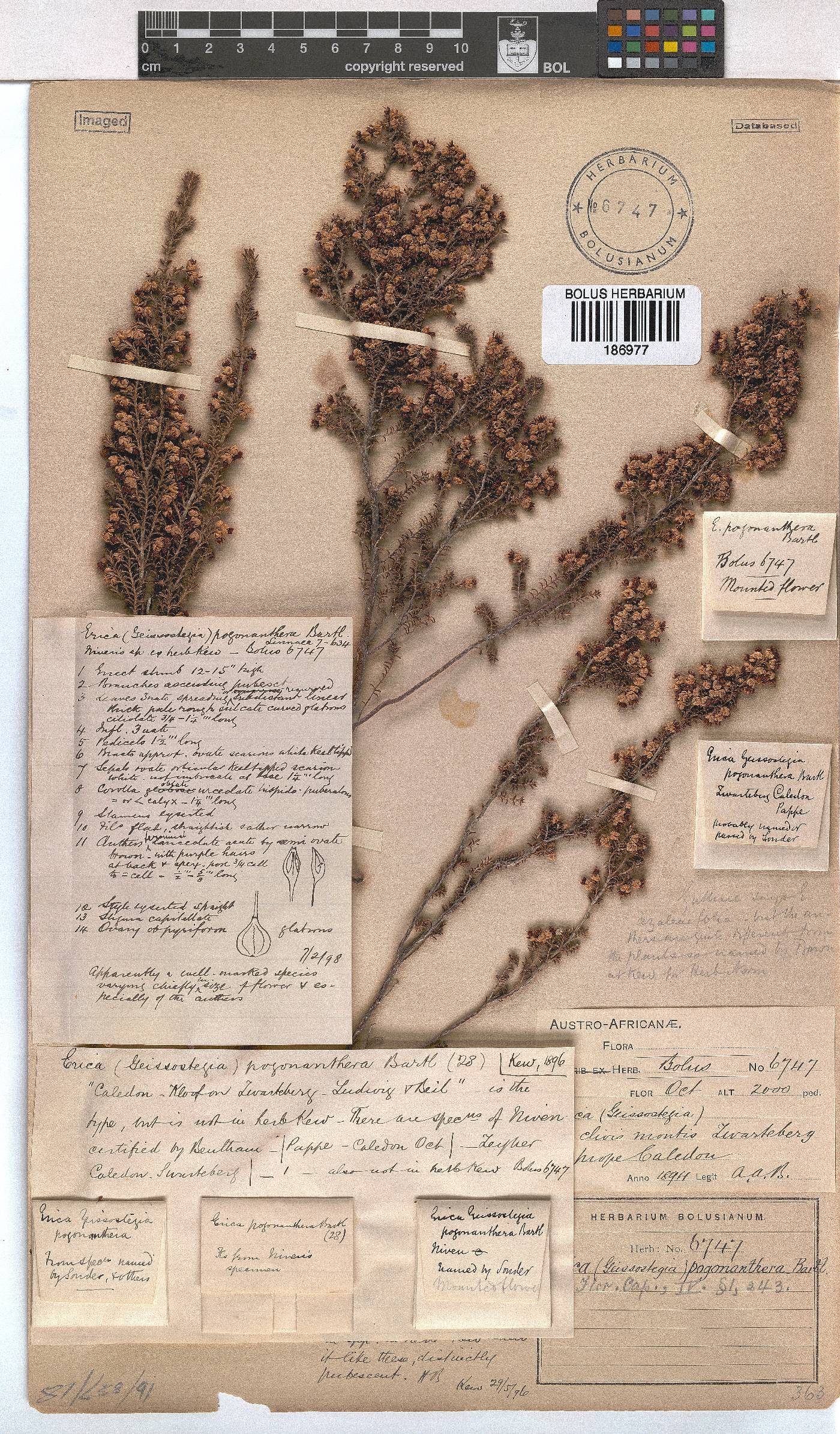 Erica pogonanthera image