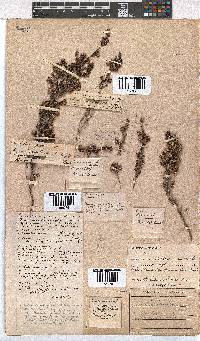 Erica pogonanthera image