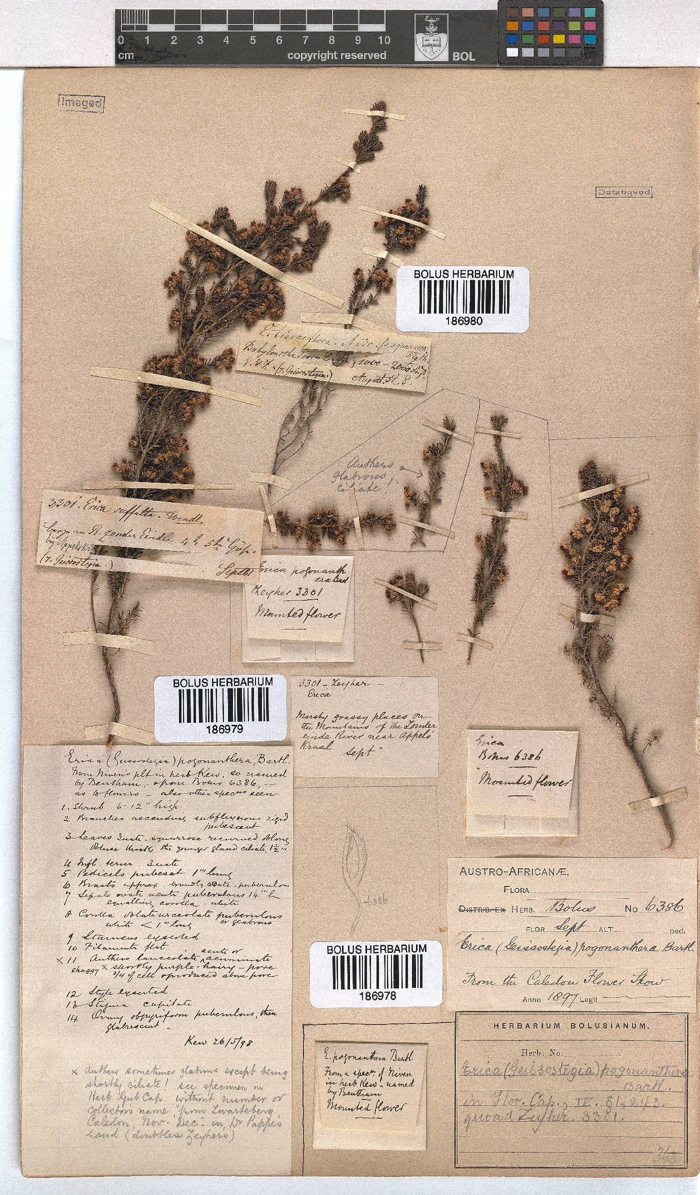 Erica pogonanthera image