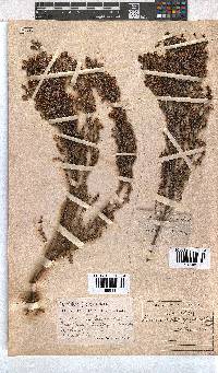 Erica pogonanthera image