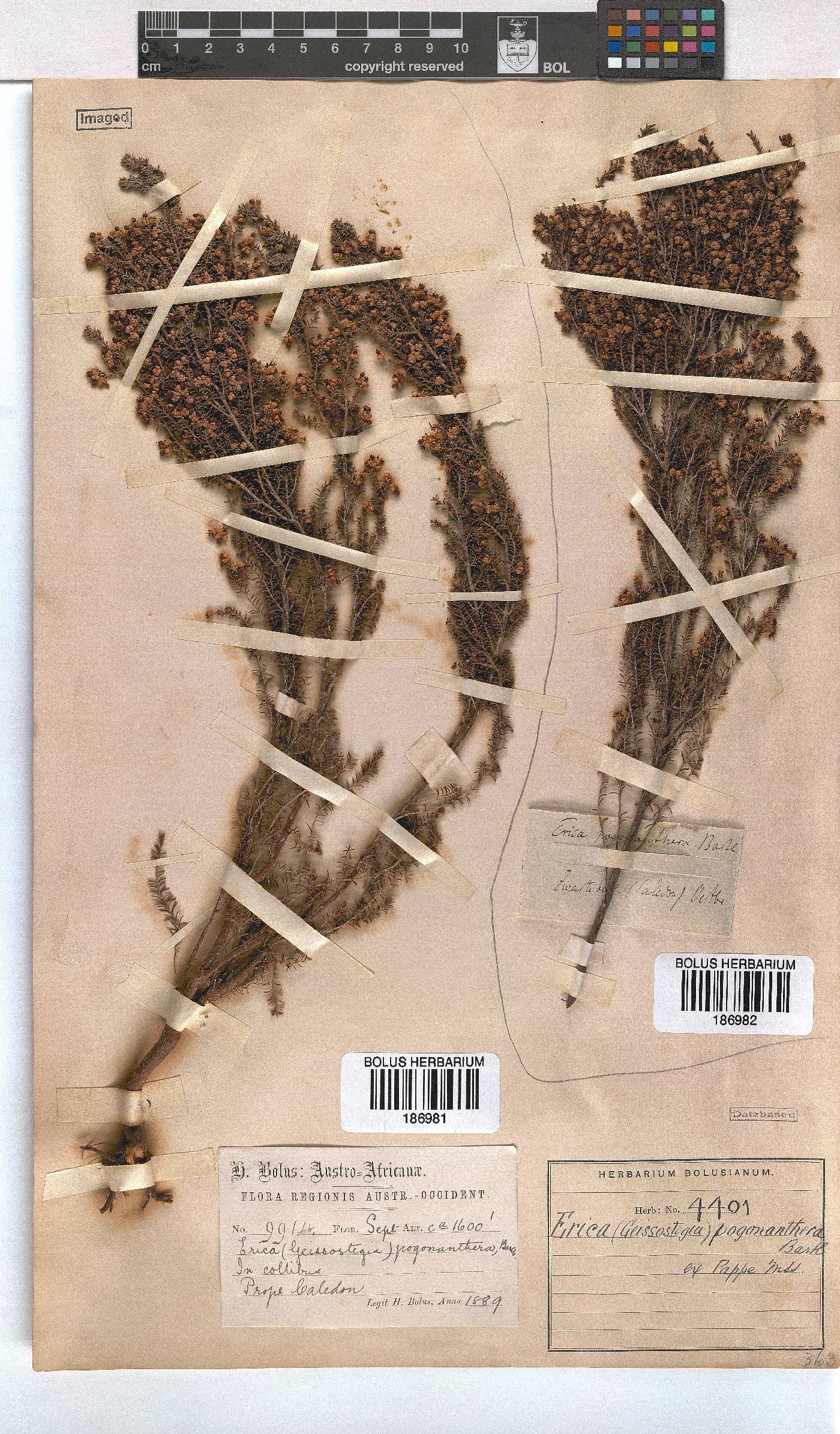 Erica pogonanthera image