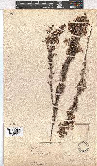 Erica pogonanthera image