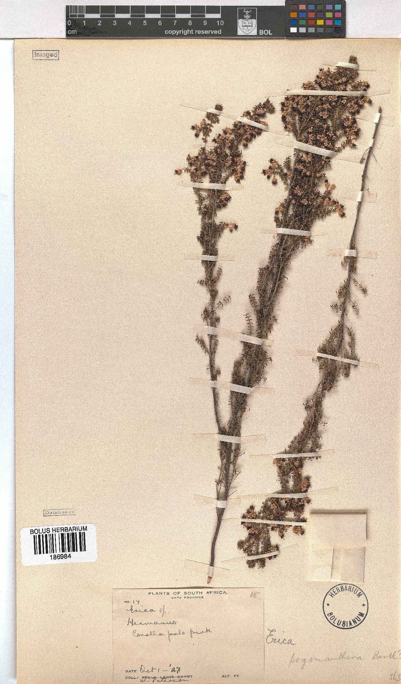 Erica pogonanthera image