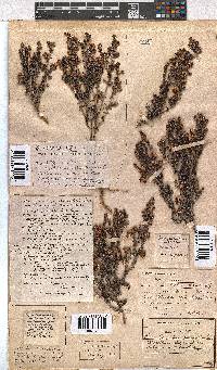 Erica azaleifolia image