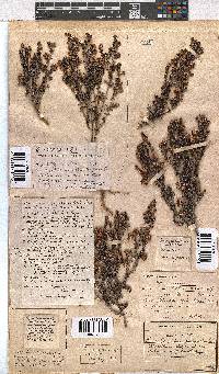 Erica azaleifolia image