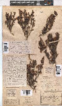 Erica azaleifolia image